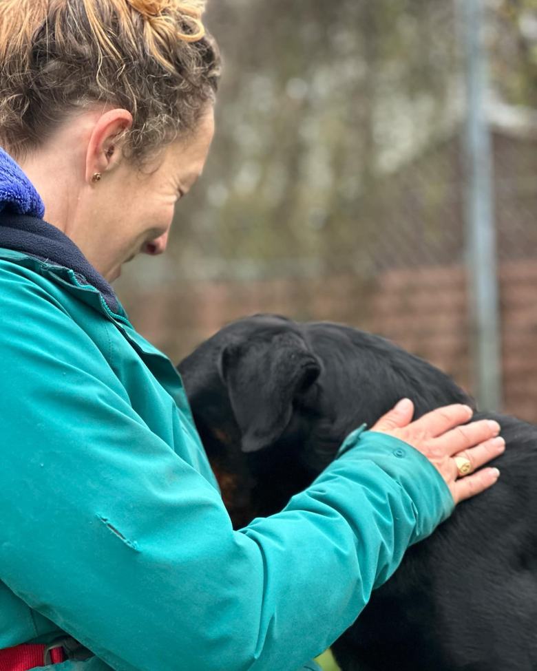 Flo checking a black labrador for signs of discomfort during a behaviour consultation