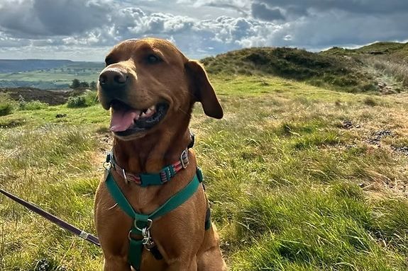 Gatsby, Flo's fox red labrador, on open moorland