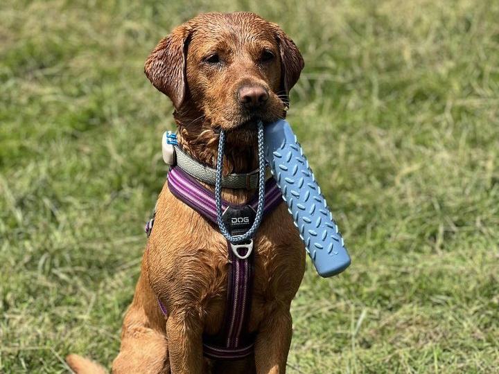 A fox red labrador holding a float toy during low-arousal play
